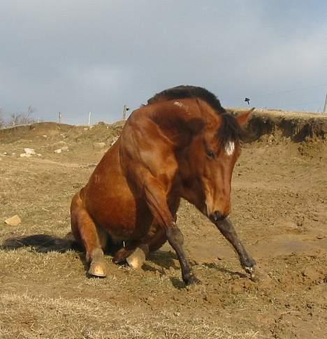 Traver Danielle *Solgt* - Min hest har ikke en stor mave! :p billede 8