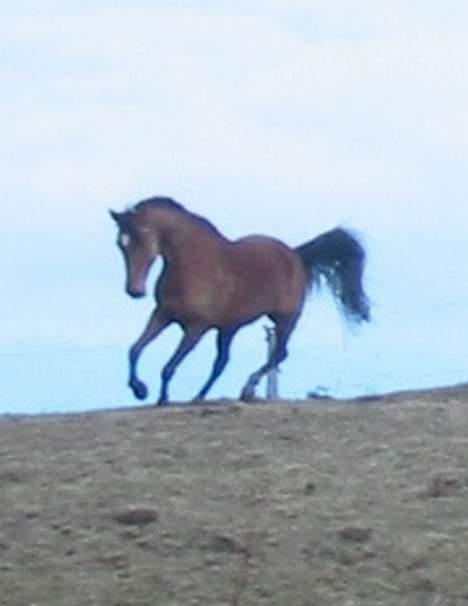 Traver Danielle *Solgt* - YEEEHAAU billede 9