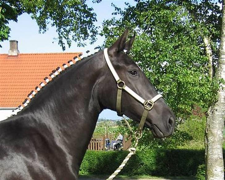 Oldenborg Bell af Vodagergård - Fra d. 25. maj 2006 - Bell, 2 år og på vej til Roskilde Dyrskue billede 19