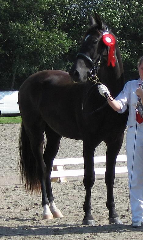 Oldenborg Bell af Vodagergård - Fra d. 9. september 2006 - 2-årige Bell vandt surpriseklassen til Oldenborgtræffet i Roskilde :-) billede 20