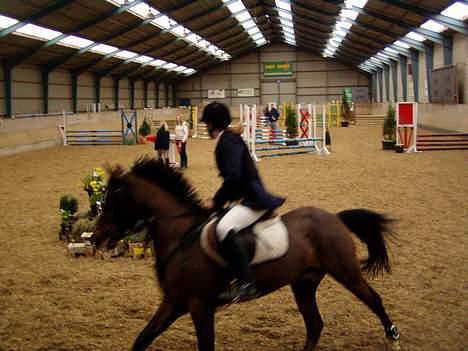 Anden særlig race Filur rakosi  solgt - smukke filur til stævne billede 5