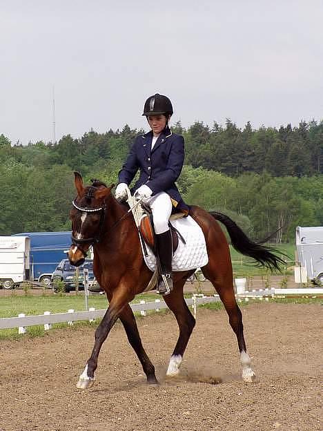 Anden særlig race Filur rakosi  solgt - dressur i sommers 05 billede 7
