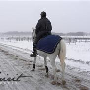 Svensk Varmblod Spirit