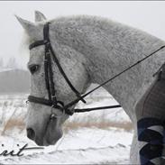 Svensk Varmblod Spirit