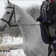 Svensk Varmblod Spirit