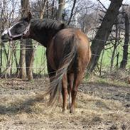 Welsh Cob (sec D) Liberty