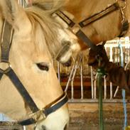 Fjordhest Pyrus <3 /DrømmeHest/