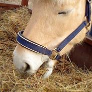 Fjordhest Pyrus <3 /DrømmeHest/