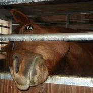 Anden særlig race Agila