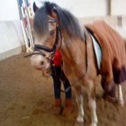 Welsh Pony (sec B) lageveld tegwck*