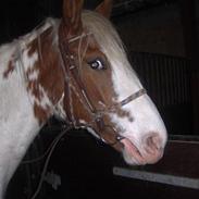 Anden særlig race Amazing Mattie