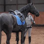 Oldenborg Samantha (Tidl. hest)