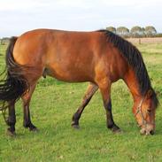 Anden særlig race Lukas