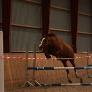 Trakehner Montana's Monica