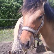 Anden særlig race Abby ;* -Venindes hest