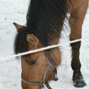 Anden særlig race Abby ;* -Venindes hest