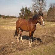 Anden særlig race Collin