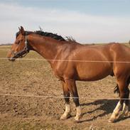 Anden særlig race Collin