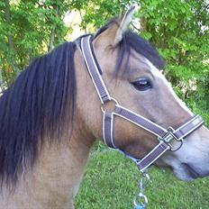 Welsh Pony af Cob-type (sec C) Doheema Alladin 4 Socks H