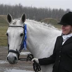 Tysk Sportspony My Fair Lady RSDH A-pony SOLGT