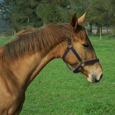 Dansk Varmblod  tågerods renee R.I.P