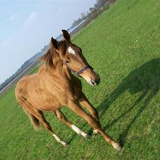 Dansk Varmblod  tågerods renee R.I.P
