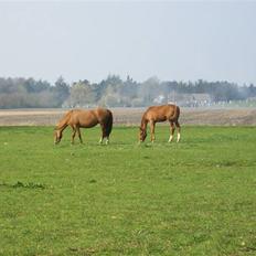 Dansk Varmblod  tågerods renee R.I.P
