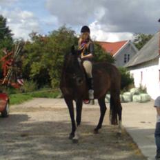 Dansk Varmblod Egelys Miss Lea