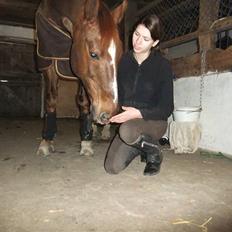 Dansk Varmblod Mister himmel hest