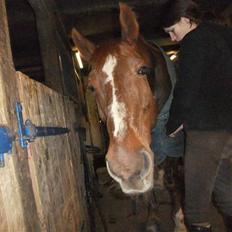 Dansk Varmblod Mister himmel hest