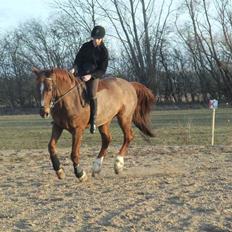 Dansk Varmblod Mister himmel hest