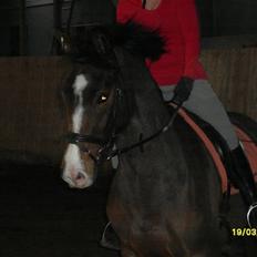 Dansk Varmblod SvanegaardensLightAffaire