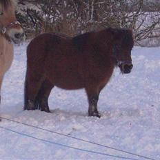 Anden særlig race Claus Benedicte Pedersen
