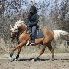 Palomino Kings Solidus avlshingst