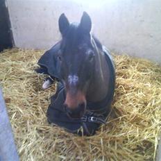 New Forest Frederik<3<3 R.I.P
