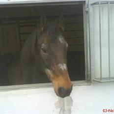 New Forest Frederik<3<3 R.I.P