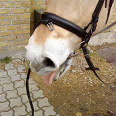 Fjordhest Pyrus <3 /DrømmeHest/