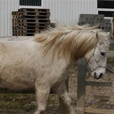 New Forest Nero *PASSER*