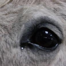 New Forest Nero *PASSER*