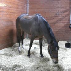 Welsh Cob (sec D) Donna Hougaard