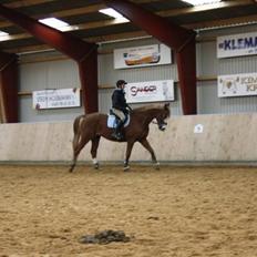 Dansk Varmblod Gaston Nørgaard 