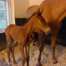 Svensk Varmblod Lucky Larissa