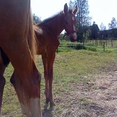 Svensk Varmblod Lucky Larissa