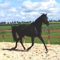 Hannoveraner Sarilida