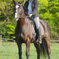 Anden særlig race Kasper 