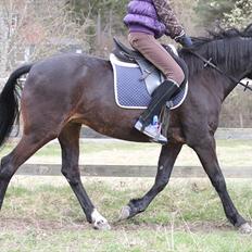 Tysk Sportspony Bonnie 