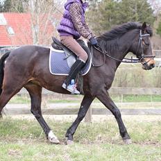 Tysk Sportspony Bonnie 