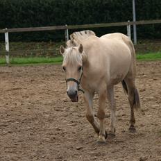 Fjordhest Østermark breezer