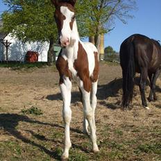 Pinto Lassen's Indiana SOLGT