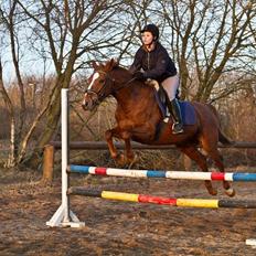 Dansk Varmblod Stedets Leda AkA Hoppebolden..